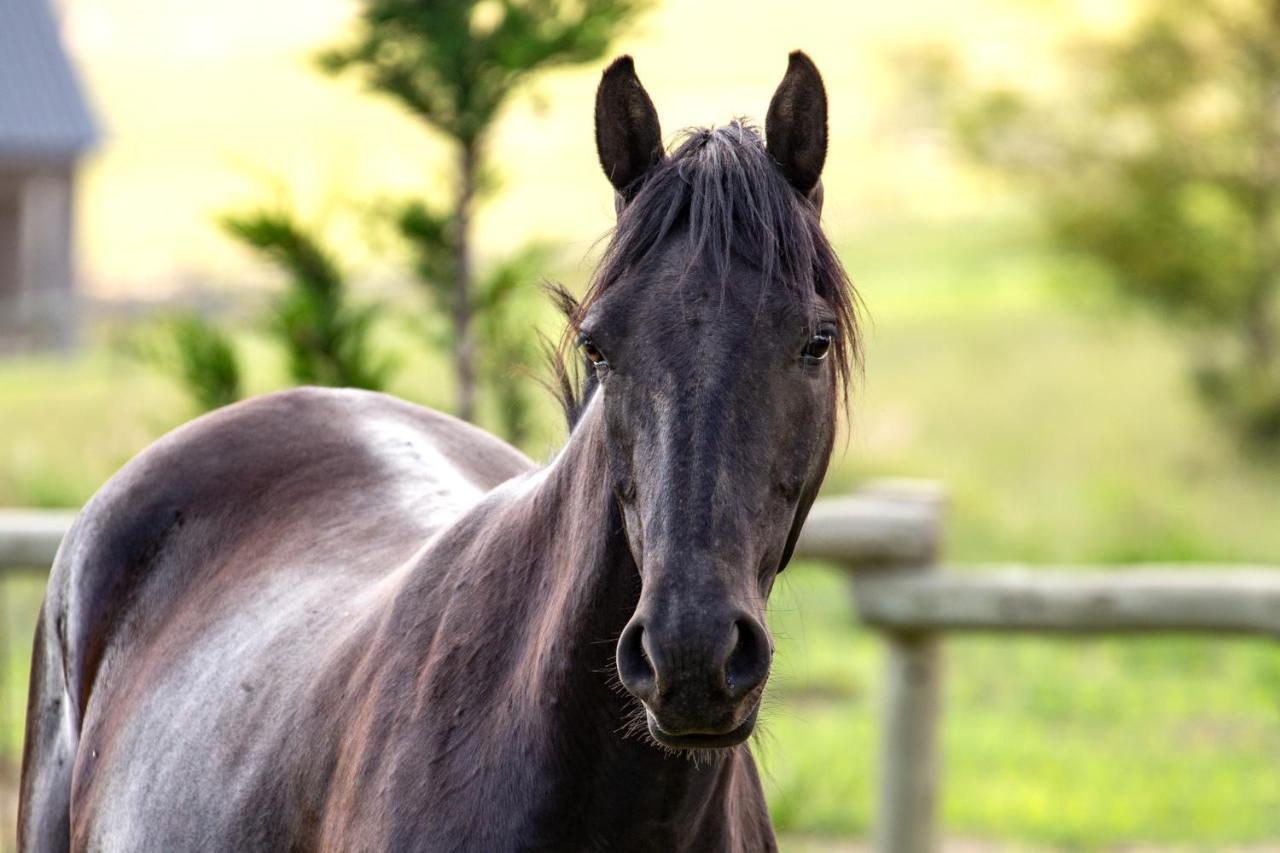 Wild Horses Lodge Harrismith Zewnętrze zdjęcie